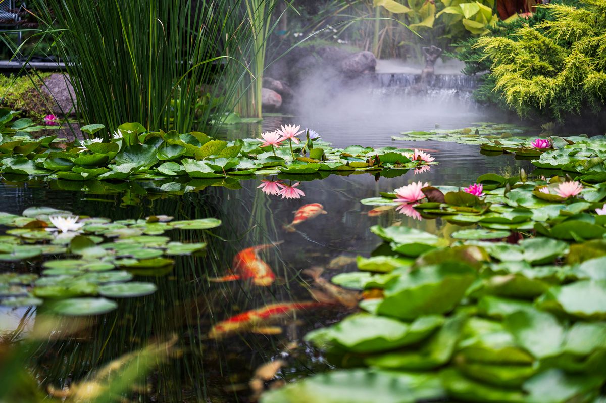 Water feature and pond